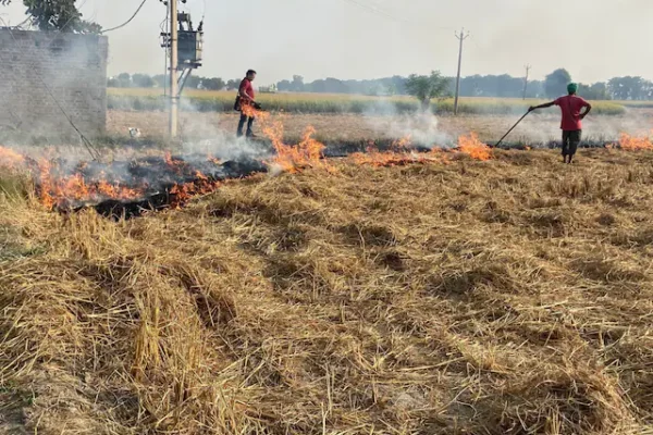 Punjab, Haryana Logged Over 1,800 Stubble Burning Cases, Experts Finding Way Out: Air Quality Panel To SC