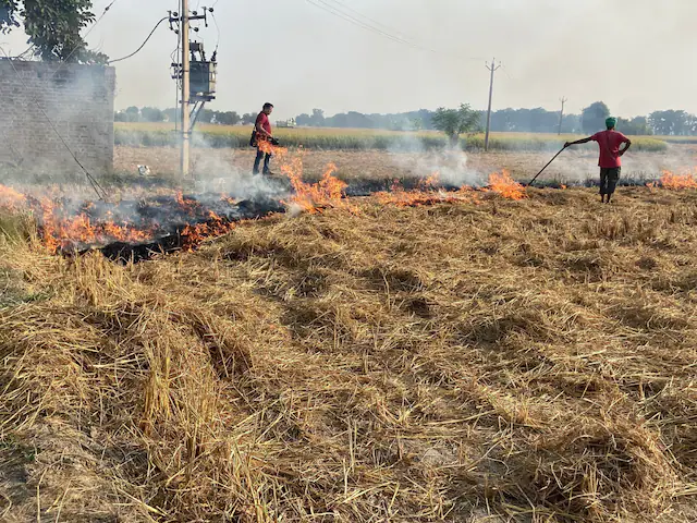 Punjab, Haryana Logged Over 1,800 Stubble Burning Cases, Experts Finding Way Out: Air Quality Panel To SC