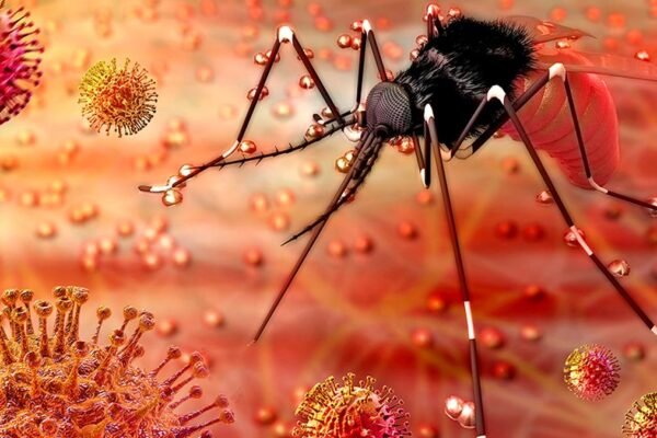 Zika virus case detected in Gujarat, patient discharged after treatment