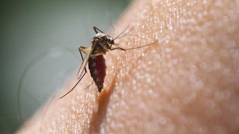 Scientists Worried As Lifesaving Malaria Drug In Africa Proving Less Effective